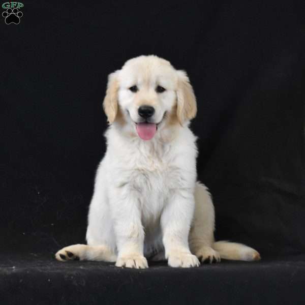 Clark, Golden Retriever Puppy